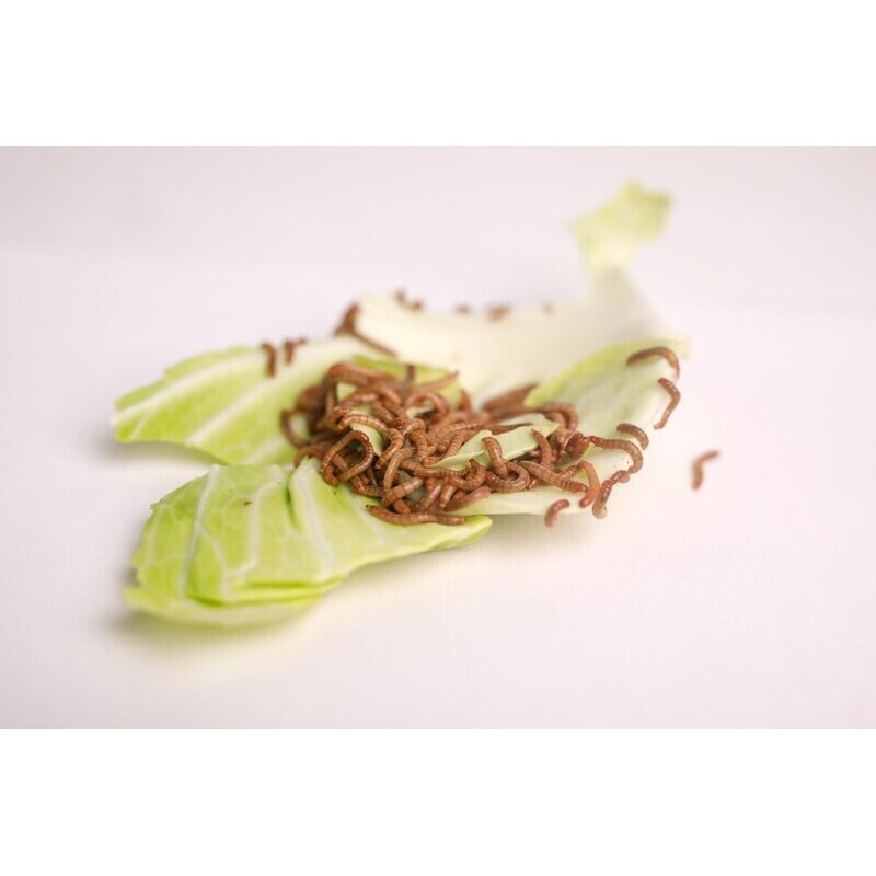 喂幼鸟吃的虫子小鸡鹦鹉百灵画眉八哥鱼饵食物燕子粮饲料面包虫活