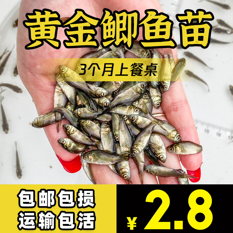 大品种黄金鲫鱼苗中科五号工程鲫湘云鲫高背淡水养殖活体大鲫鱼苗