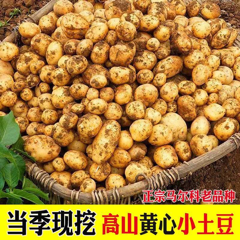 恩施小土豆新鲜现挖迷你土豆蔬菜农家自种黄心硬币大小马铃薯洋芋-图0