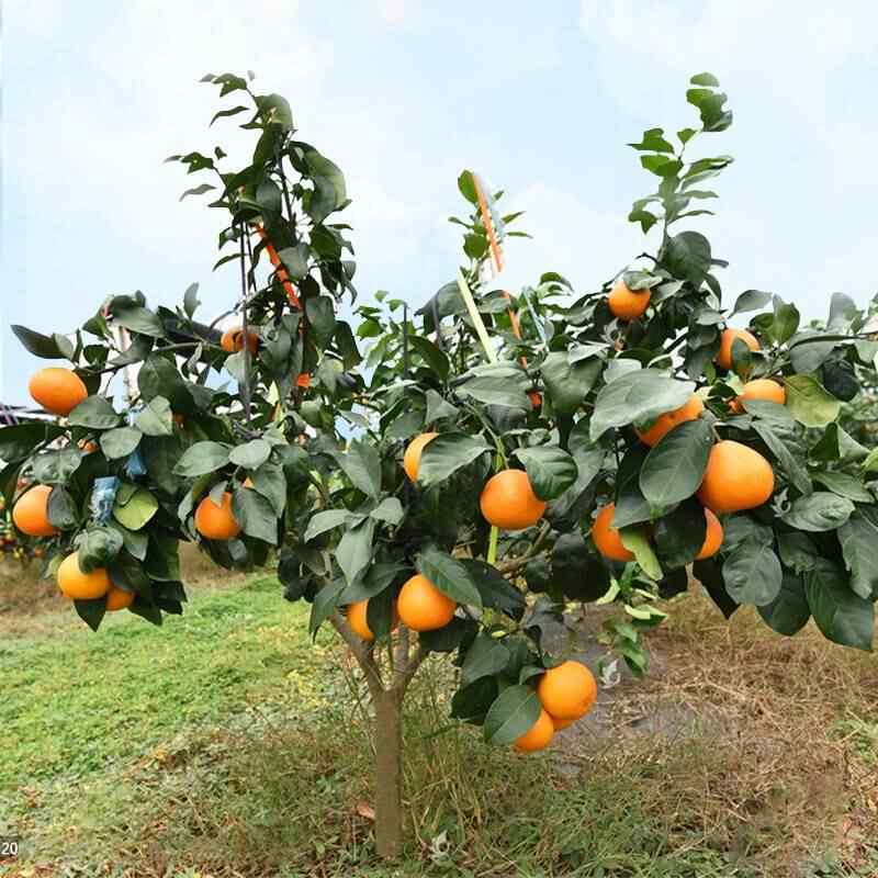 柑橘盆 新人首單立減十元 22年8月 淘寶海外