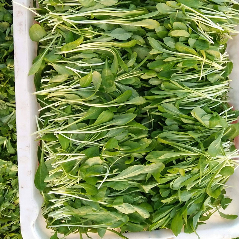 马兰头新鲜蔬菜苏北农家自种鸡毛菜顺丰包邮时令当季山坡菜鸡儿肠 - 图0