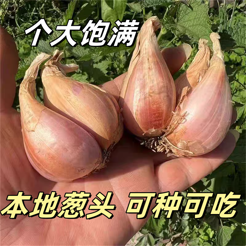 葱头葱种红葱头干葱头种火葱头种正宗小葱本地农家新鲜四川毛葱头,淘宝优惠券,粉丝福利购,淘宝优惠卷