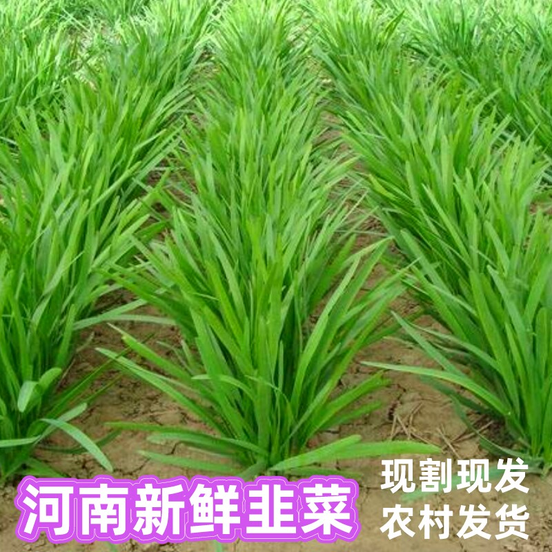 韭菜新鲜蔬菜现割现发农家自种嫩头茬紫红根河南广东山东新鲜韭菜