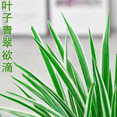 水培植物金边吊兰盆栽室内绿植花卉好养植物客厅桌面净化空气花草 - 图2