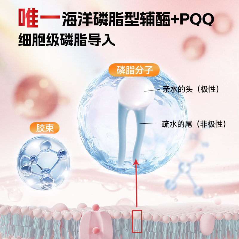 NYO3磷脂型辅酶q10胶囊呵护心脏200mg高含量pqq心肌心血管保健品,淘宝优惠券,粉丝福利购,淘宝优惠卷