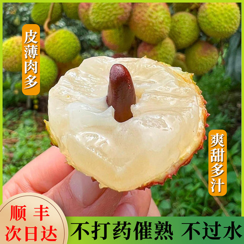 妃子笑荔枝老树大果新鲜现摘当季新鲜水果4斤整箱顺丰空运送礼 - 图1