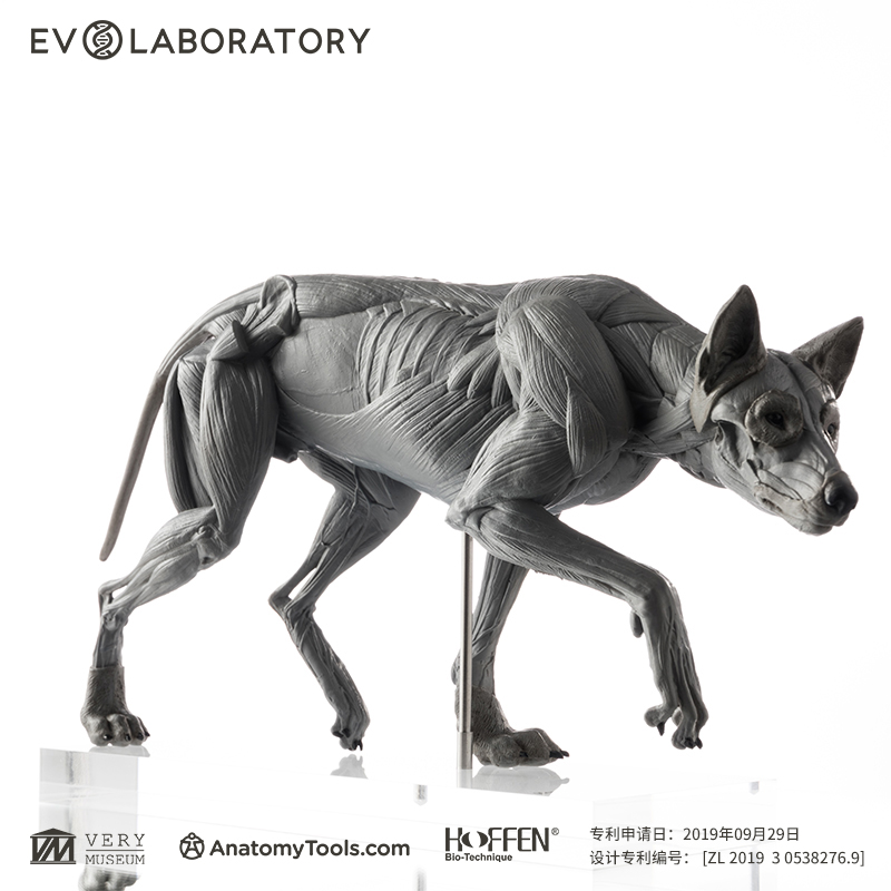 EVO肌肉解剖PVC狼科教模型手办摆件美术医学教学雕塑动物解剖教具 - 图1