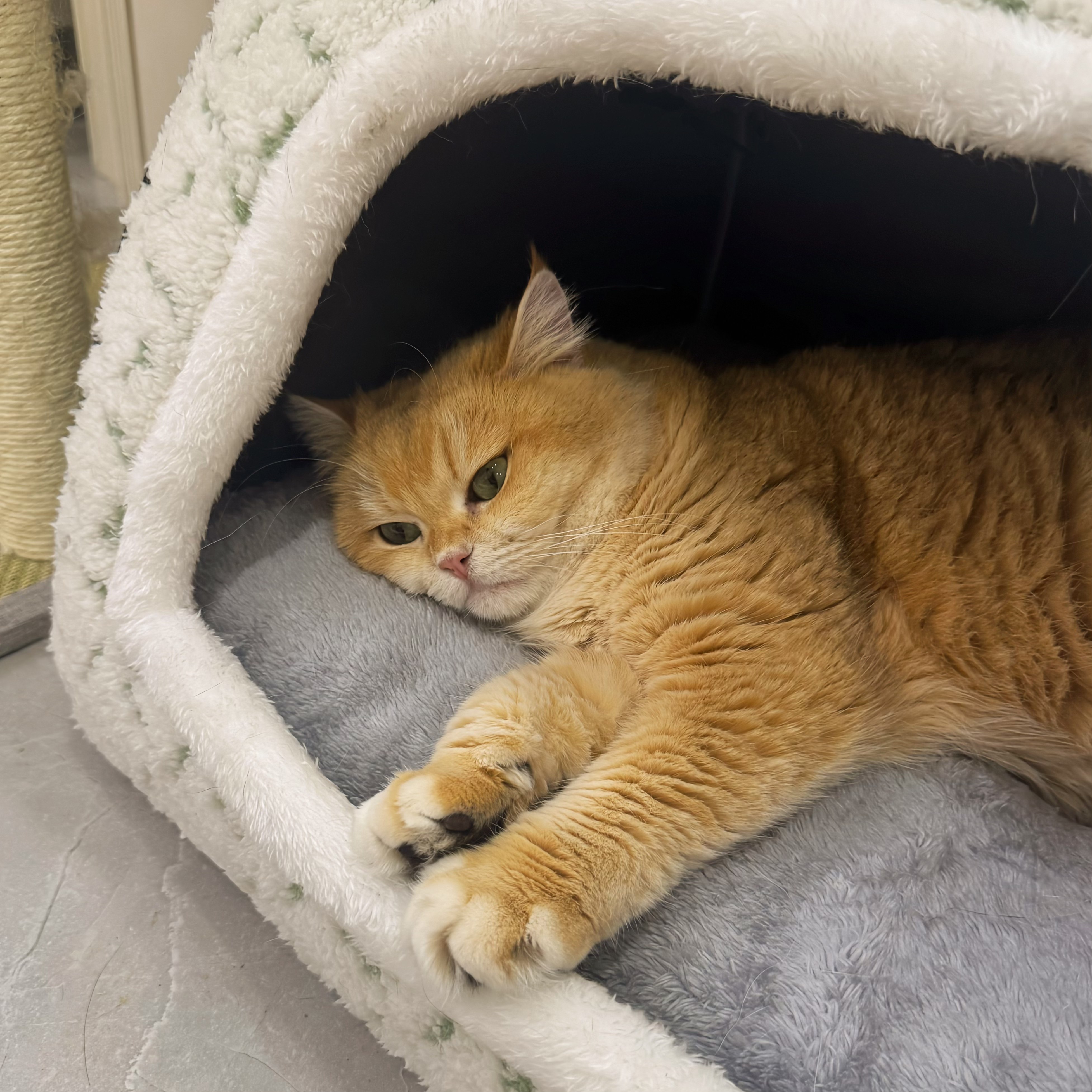 猫窝冬季保暖封闭式猫屋四季通用幼猫大睡袋小狗房子冬天猫咪帐篷,淘宝优惠券,粉丝福利购,淘宝优惠卷