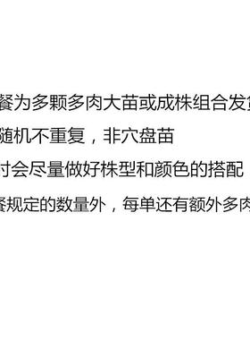 多肉植物组合套餐 成株非穴盘苗 大颗好养室内阳台花卉绿植陌上花