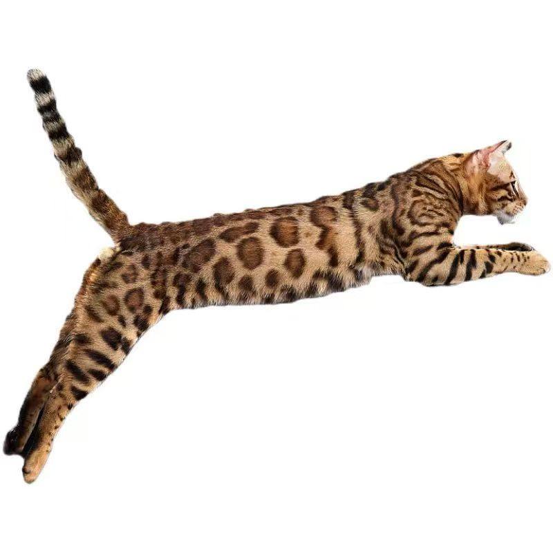 孟加拉豹猫幼崽赛级幼猫宠物猫咪玩具虎家养雪豹纹猫纯种血统猫舍,淘宝优惠券,粉丝福利购,淘宝优惠卷