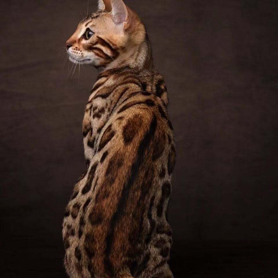 孟加拉豹猫幼崽赛级幼猫宠物猫咪玩具虎家养雪豹纹猫纯种血统猫舍,淘宝优惠券,粉丝福利购,淘宝优惠卷