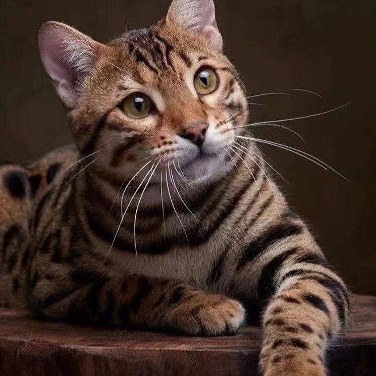 孟加拉豹猫幼崽赛级幼猫宠物猫咪玩具虎家养雪豹纹猫纯种血统猫舍,淘宝优惠券,粉丝福利购,淘宝优惠卷