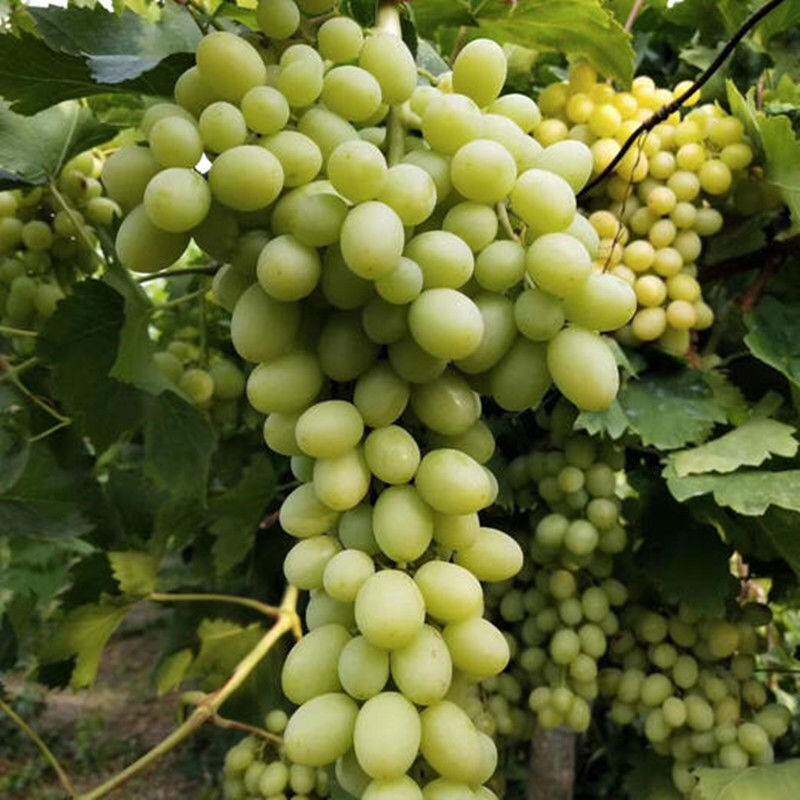 新疆吐鲁番青提子树苗 无籽白葡萄白鸡心果树苗无核白鸡心葡萄苗