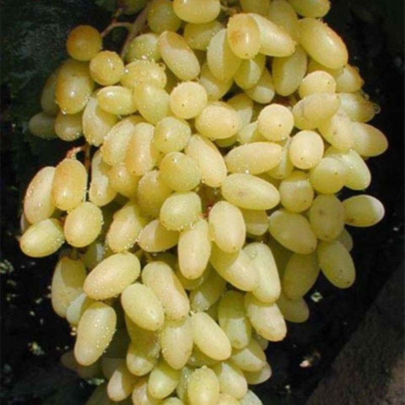 新疆吐鲁番青提子树苗 无籽白葡萄白鸡心果树苗无核白鸡心葡萄苗