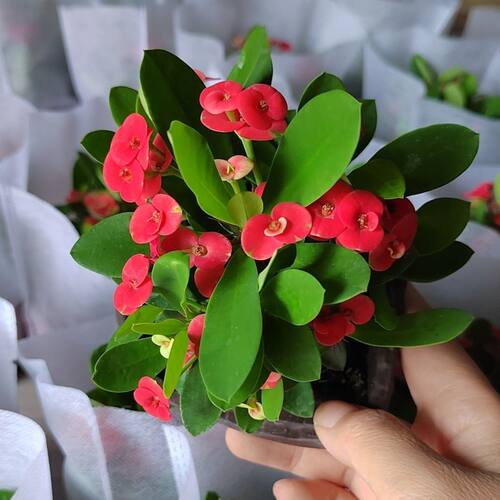 刺梅铁海棠盆栽绿植植物养易活花卉四季开花客厅室内好养阳台喜阳 - 图1