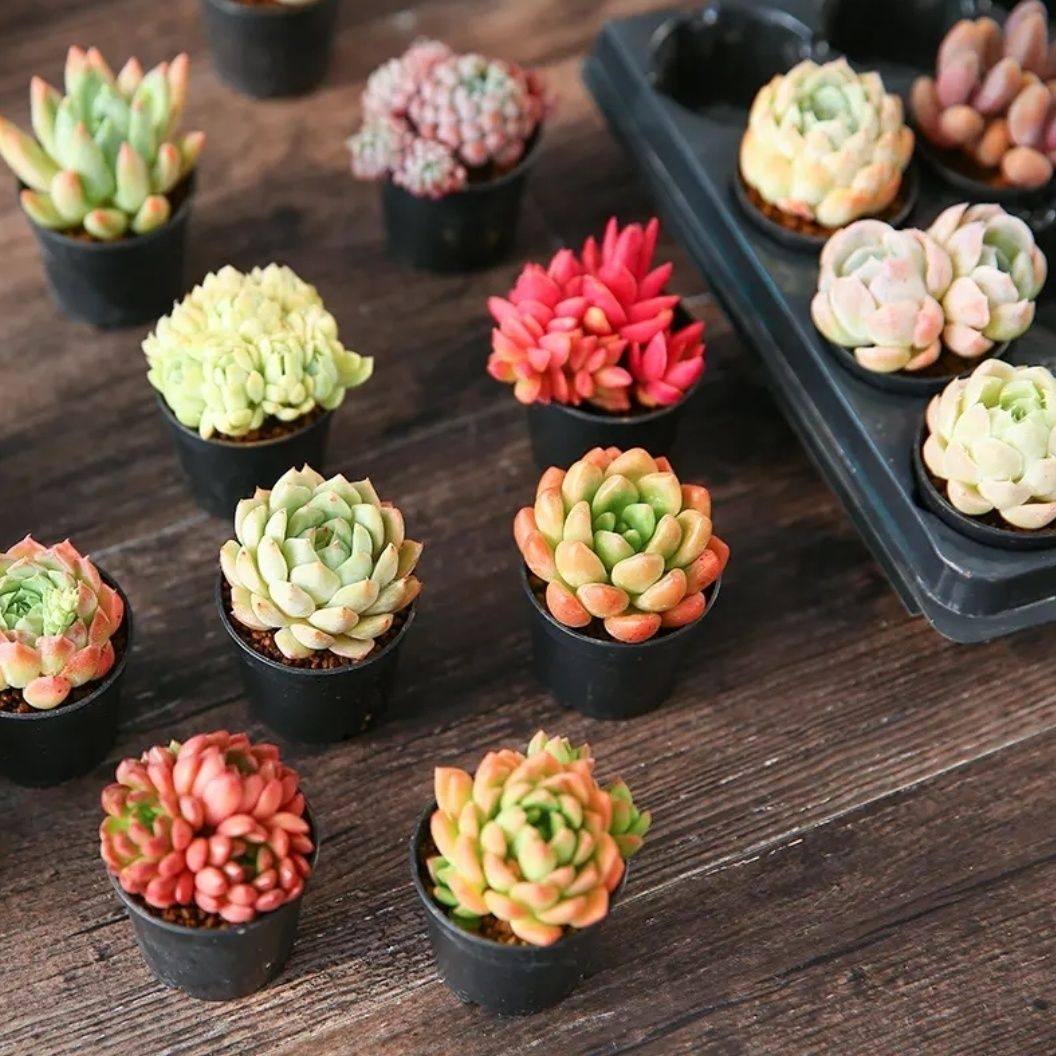多肉植物组合盆栽网红爆款新手套餐水培大颗好养室内精品肉肉带盆,淘宝优惠券,粉丝福利购,淘宝优惠卷