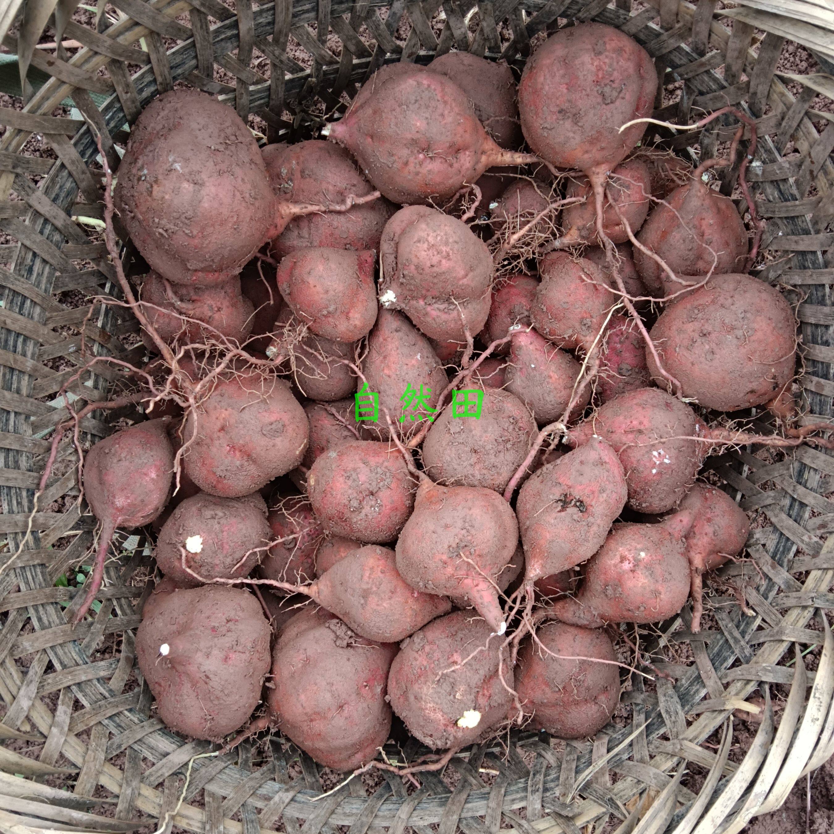 四川本地圆饼饼红苕传统老品种红薯生产队时候的老品种地瓜现挖