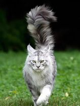 Russian blood pure breed of Burmese cat young cat giant silver tiger spotted smoke grey red tiger spotted long hair Siberian forest