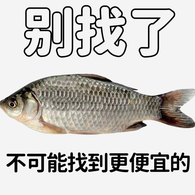 中科五号鲫鱼苗黄金鲫鱼工程湘云鲫土鲫淡水培殖食用活体大草鱼苗 - 图3