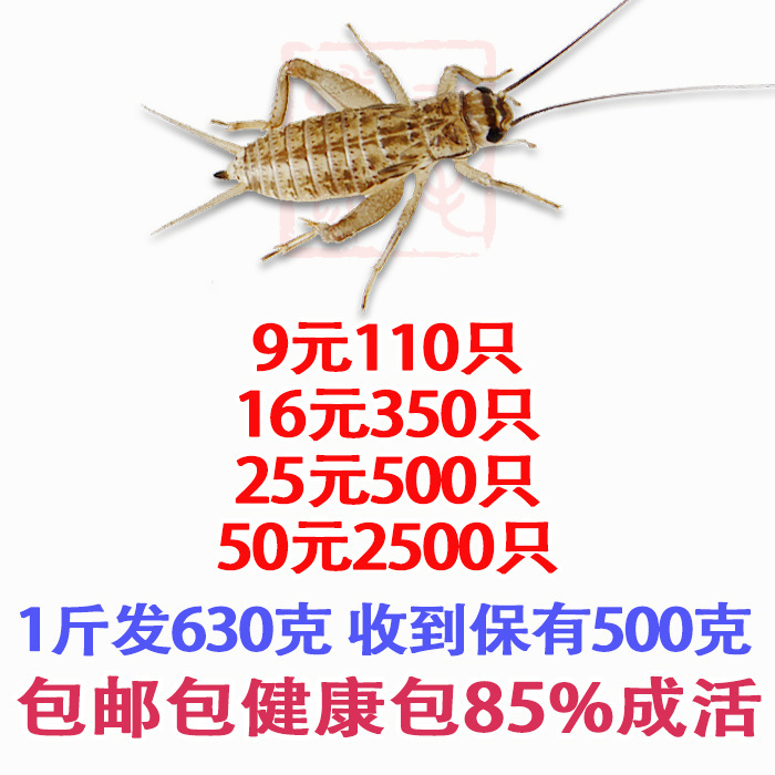 蛐蛐蟋蟀活体饲料1-2厘米50元1斤25元500只38元1000只白蟋蟀活物 - 图3