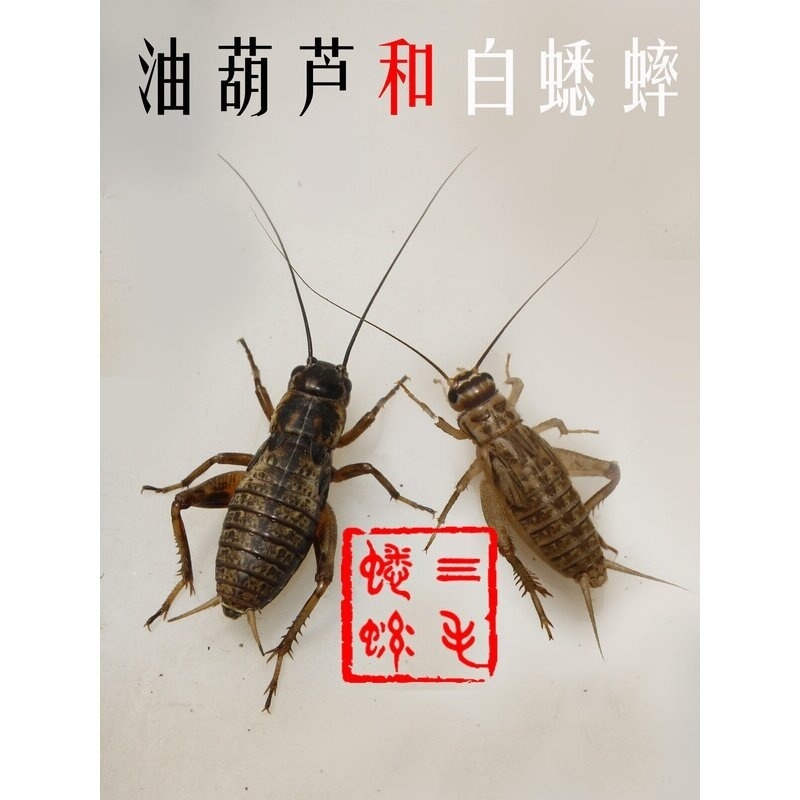蛐蛐蟋蟀活体饲料1-2厘米50元1斤25元500只38元1000只白蟋蟀活物 - 图2