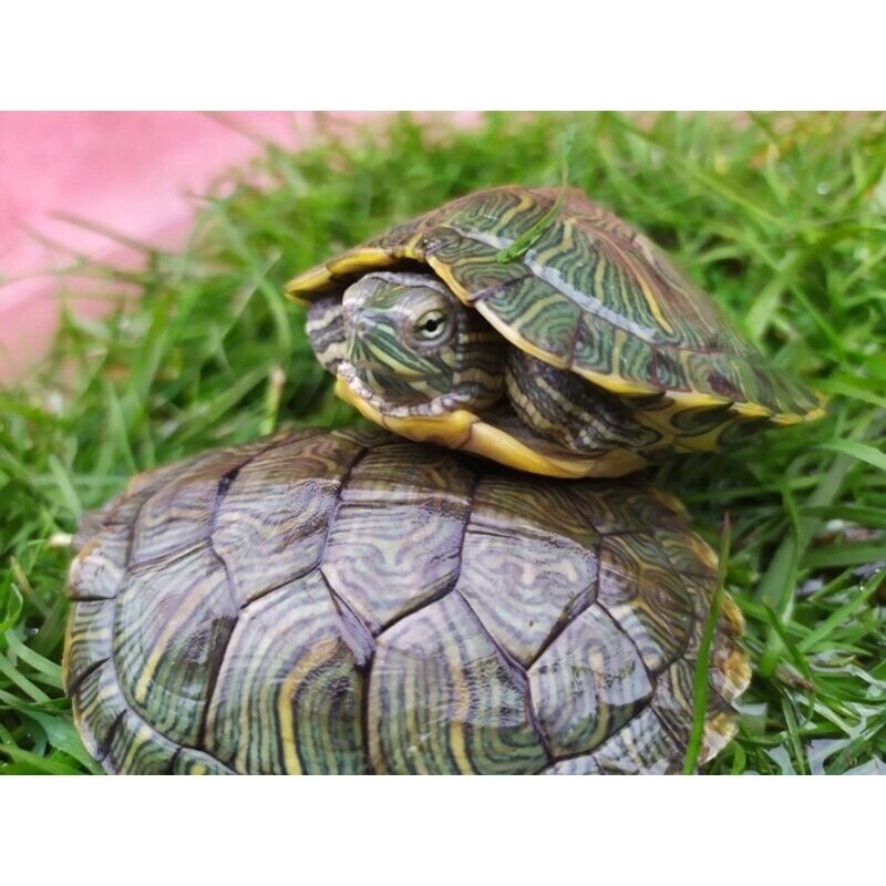 外塘大小巴西龟红耳龟宠物龟观赏龟小乌龟巴西龟活体批包活发,淘宝优惠券,粉丝福利购,淘宝优惠卷