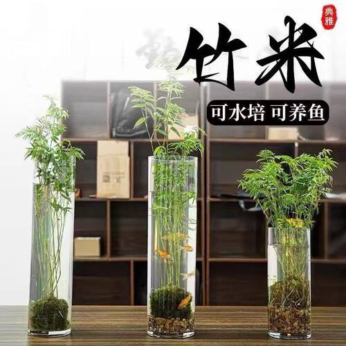 苔藓球翡翠观音竹客厅立式鱼缸圆柱形盆栽绿植物水培米竹可养鱼 - 图3