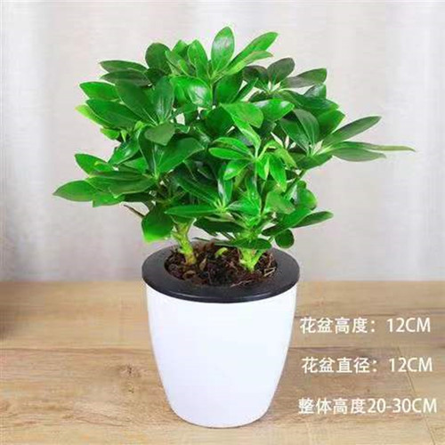 精选四季常青八方来财鸭脚木室内阳台桌面绿植盆栽花卉发财树招财 - 图1