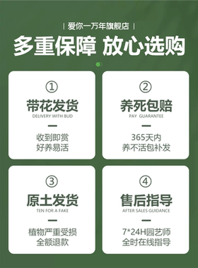 三角梅爬藤植物带花卉盆栽巴西安格斯加州黄重瓣老桩庭院四季开花
