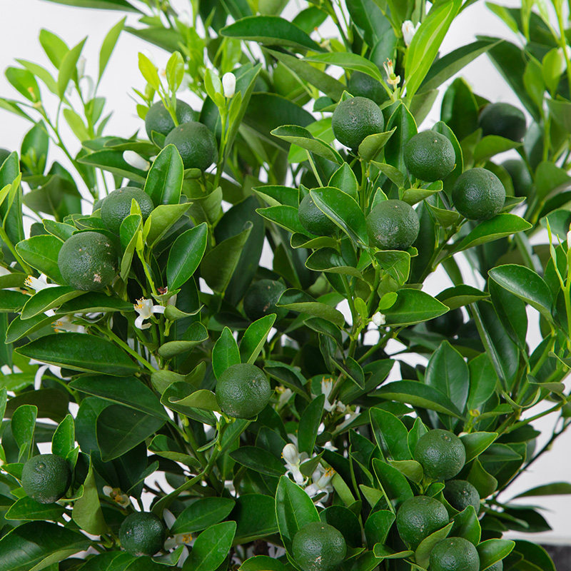 金桔树盆栽 客厅办公室招财寓意植物可食用小桔子苗室内青桔果树