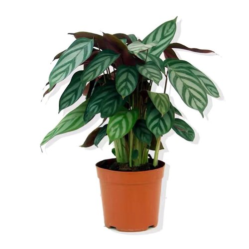 新飞羽竹芋盆栽植物青苹果红美丽紫贝翠玉观叶绿植净化空气吸甲醛 - 图3