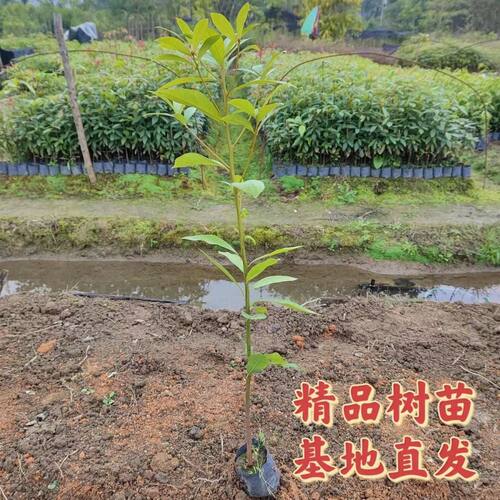 正宗金丝楠木树苗小叶桢楠大树楠木名贵树苗庭院绿化盆栽四季常青 - 图0