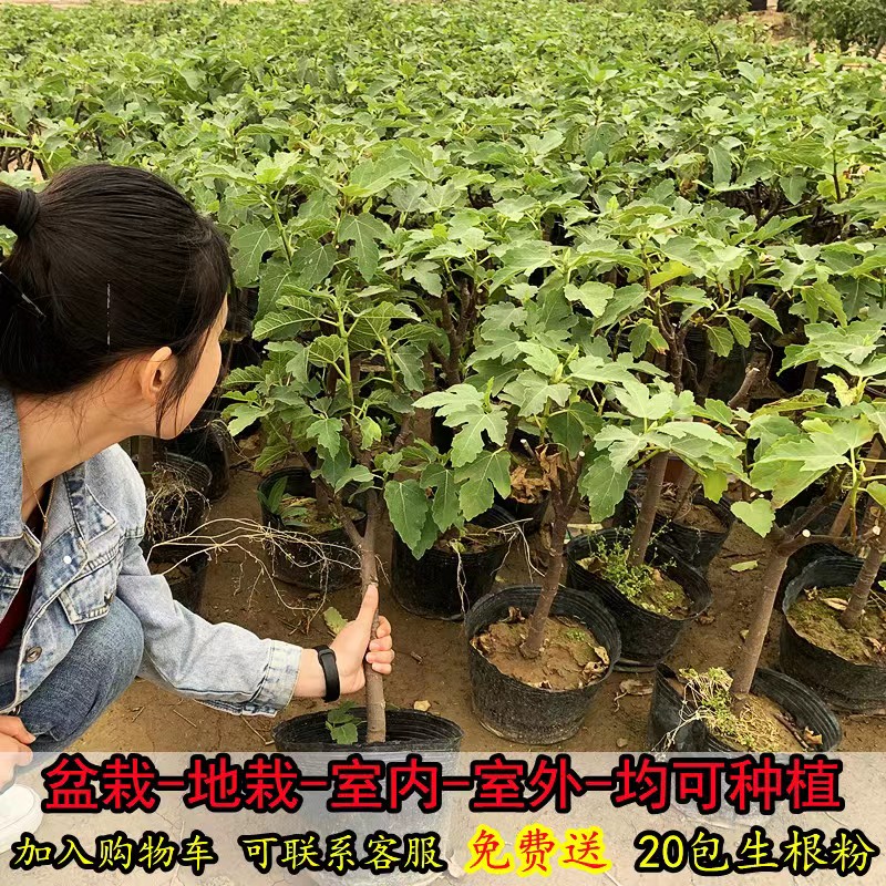 无花果树苗带叶带土发货盆栽地栽南北方种植特大无花果苗耐寒耐热 - 图1