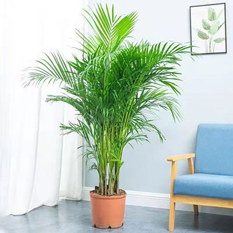 富贵椰子树散尾葵盆栽绿植花卉凤尾竹室内客厅大型植物夏威夷竹子 - 图0