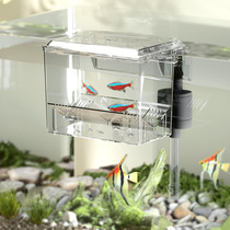 Jianrong Fish Tank Incubators Isolated Boxes Small Fry Bred Anchovies fish peacock fish peacocks outside the house to escape the house