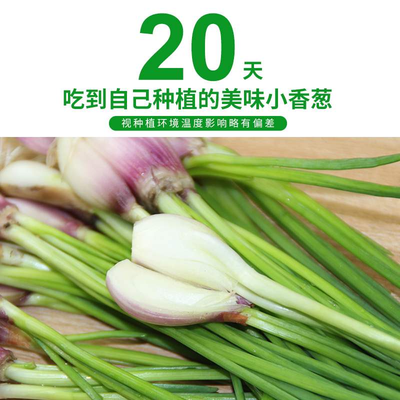 四季小香葱葱头 1斤 火葱 食用盆栽蔬菜香葱苗榨葱油葱酥可吃可种 - 图2