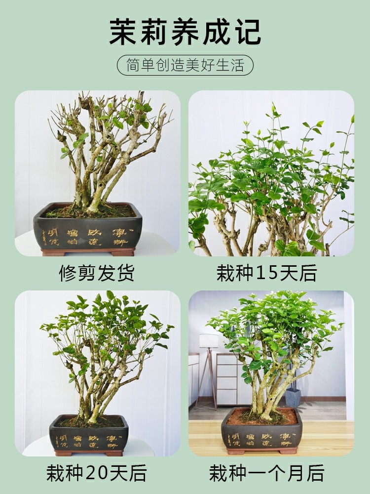 重瓣茉莉花盆栽苗老桩四季开花室内外花卉阳台庭院桌面绿植素氧