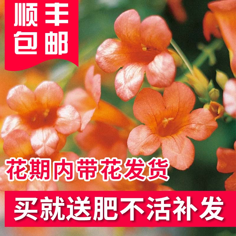 耐寒凌霄花苗爬藤植物四季开花卉好养绿植盆栽庭院阳台大苗大红色 - 图0