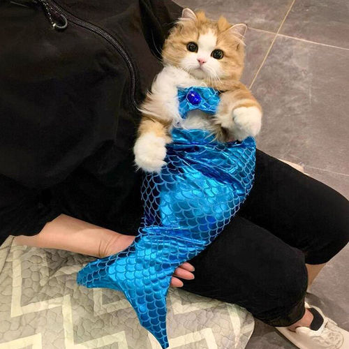 猫咪衣服美人鱼服饰宠物小猫搞怪造型变装拍照道具布偶搞笑鱼尾装 - 图0