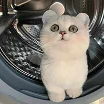 Pure Breeds Silver Asymptotic Cat Young Cat Living British Short Cat Gold Asymptolayer Cat Silver Spot Blue Cat Pet Cat Living Things