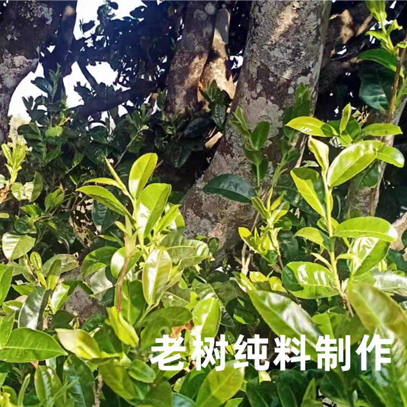 妙济曼松特级普洱生茶下关凤茗茶叶排行榜昌宁压箱底七彩云南生茶