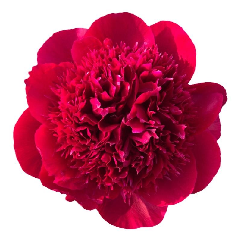 荷兰进口芍药花苗珊瑚稀有品种盆栽庭院大花卉正宗观赏耐寒高品质 - 图3