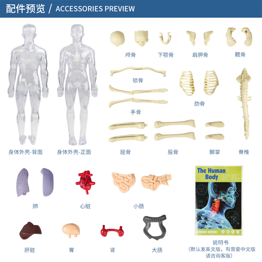 儿童早教玩具探索人体生命科学实验室人体器官模型骨骼骨架构造