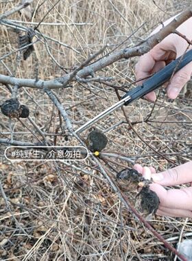 野生桃枭毛桃真正的桃枭原皮正宗毛桃核东南枝树上摘果恋枝桃桃奴