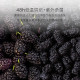 Fractions of mulberry wadi mulberry