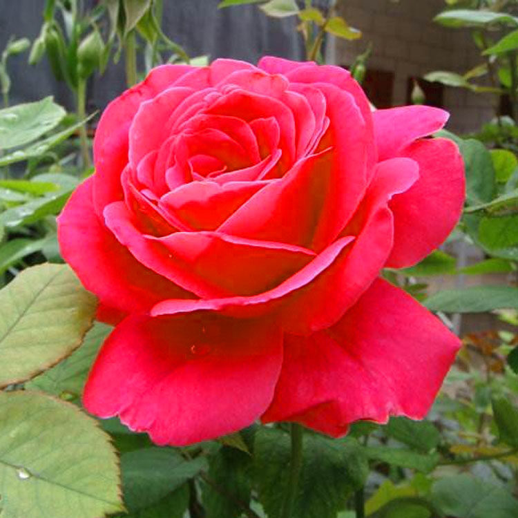 粉扇月季花苗浓香特大花老桩玫瑰月月开花绯扇四季盆栽阳台庭院树,淘宝优惠券,粉丝福利购,淘宝优惠卷