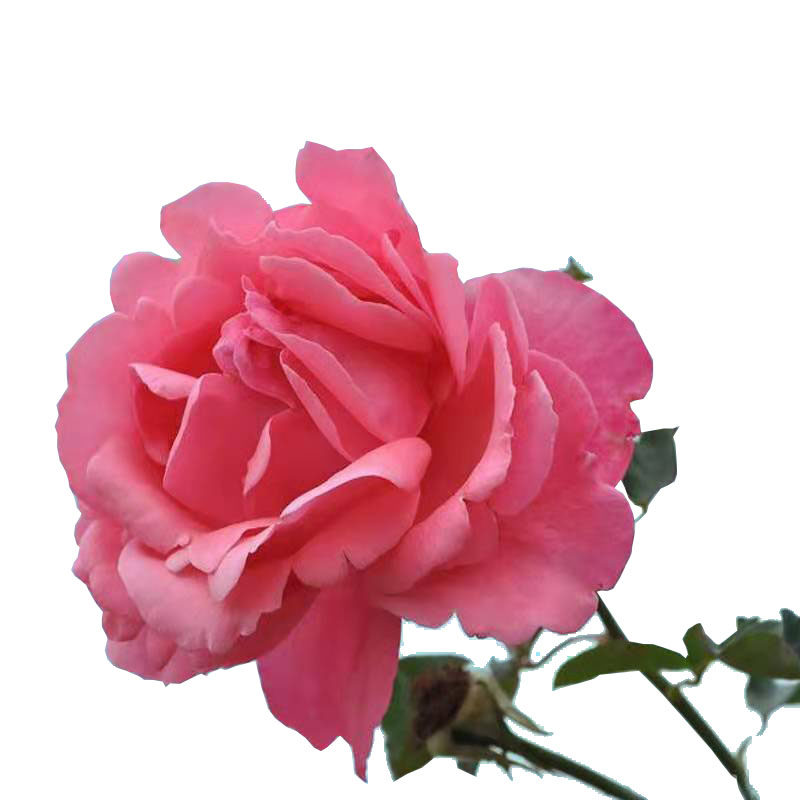 粉扇月季花苗浓香特大花老桩玫瑰月月开花绯扇四季盆栽阳台庭院树,淘宝优惠券,粉丝福利购,淘宝优惠卷