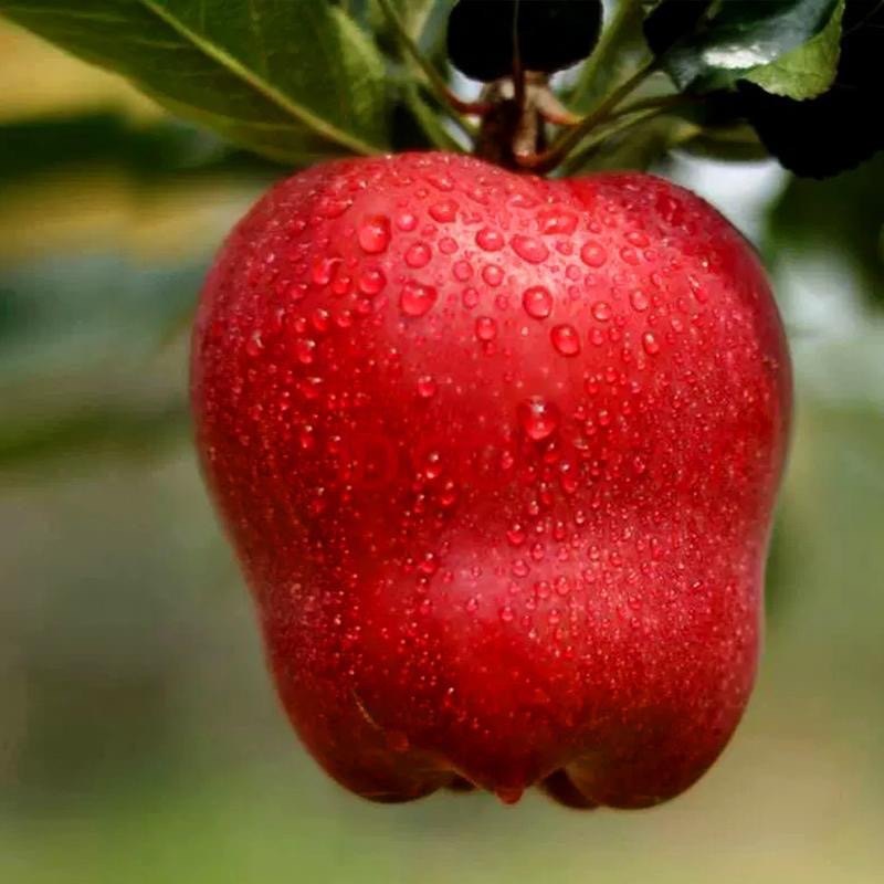 【年货节官方补贴】正宗花牛苹果甘肃天水9斤脆甜粉面糖心水果,淘宝优惠券,粉丝福利购,淘宝优惠卷