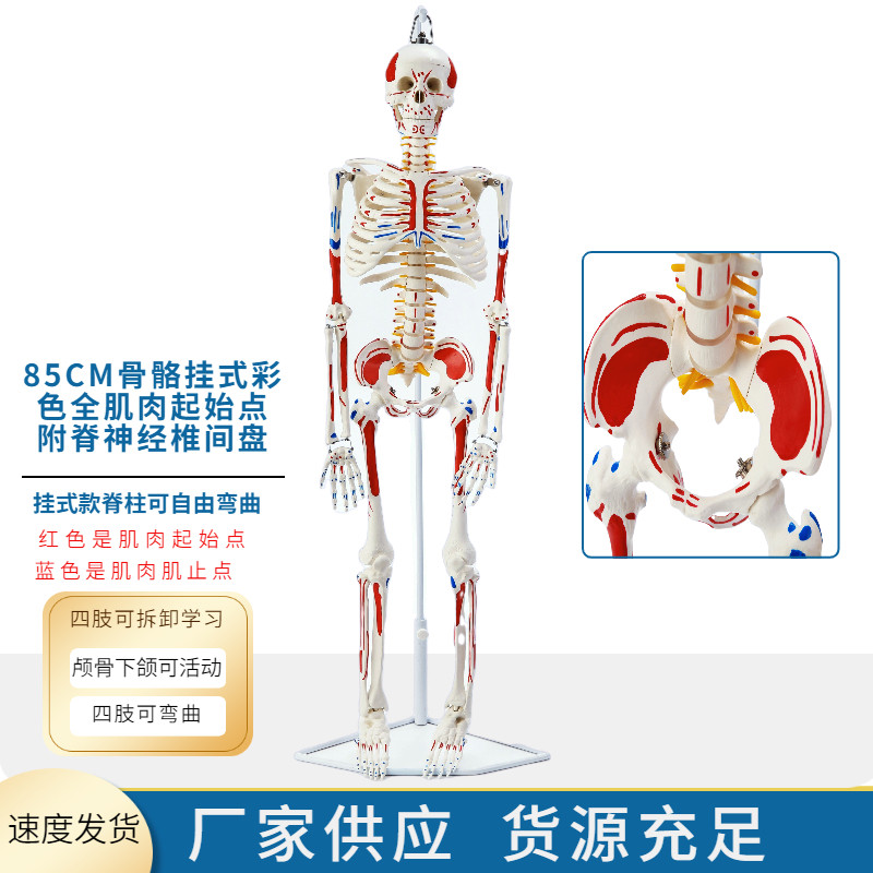 85CM人体骨骼带神经带椎间盘模型骨架附肌肉起止点着色及韧带模型 - 图1