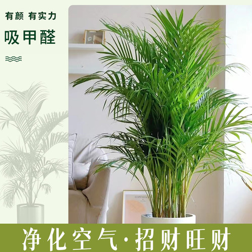 散尾葵盆栽客厅大型绿植室内富贵椰子盆栽凤尾竹袖珍花卉植物旺宅 - 图0